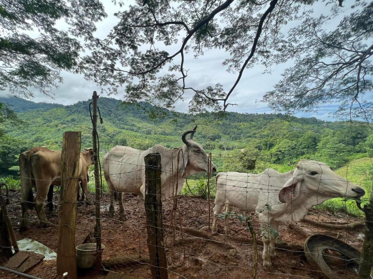 Cabana Tolle Vista Savegre Bagian luar foto